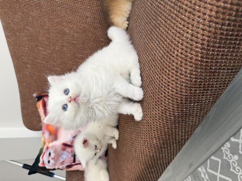 Efsane güzellikte üst kalite bebek kediler