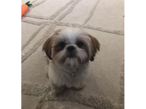 Dişi shih-tzu (şitsu) liya