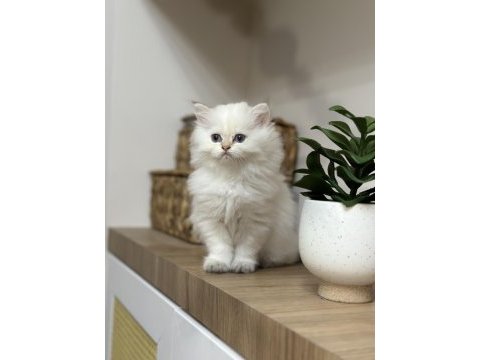 Pamuk gibi british longhair yavru