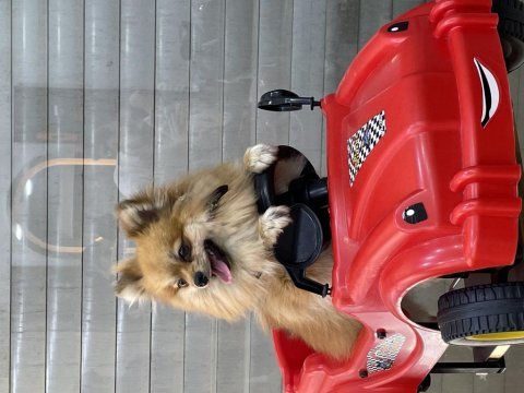 1.5 yaşında erkek pomeranian