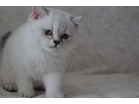 Blue point dişi british shorthair yavrularımız