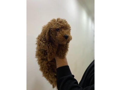 Erkek dişi toy poodle yavrular