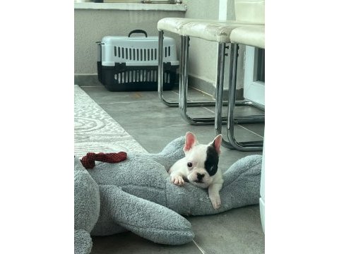 French bulldog bebek