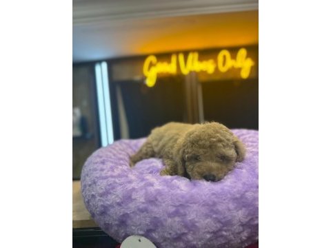 Orj teacup pomeranian bebeklerimiz