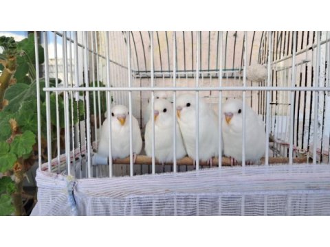 Albino ve lacewing özel mutasyon yerli muhabbet kuşlar