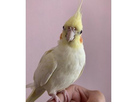Aciliyetten verilecek sultan papağanı
