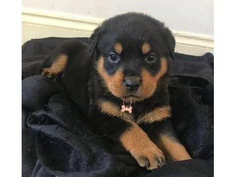 İri kafa rottweiler yavrular son 2 bebek