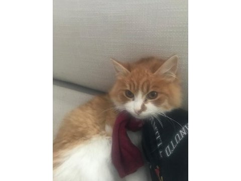 Çok sevdiğimiz kedimizi sahiplendirmek istiyoruz