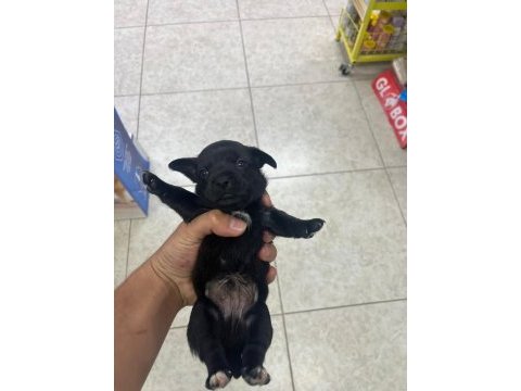 Minyatür pinscher yavrularımız sahiplendirilecek