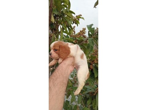 Cavalier king charles yavruları