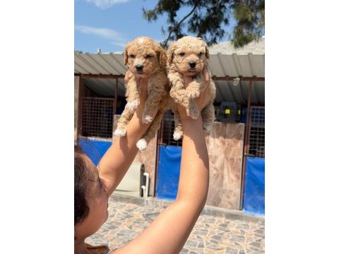 Maltipoo f2 poodle suratlı bebişler