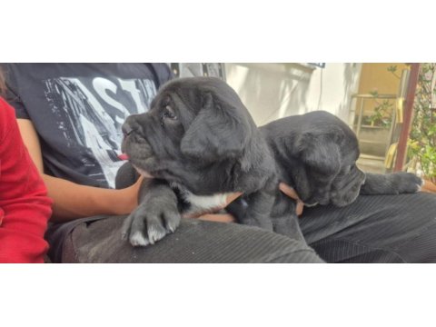 Cane corso yavruları