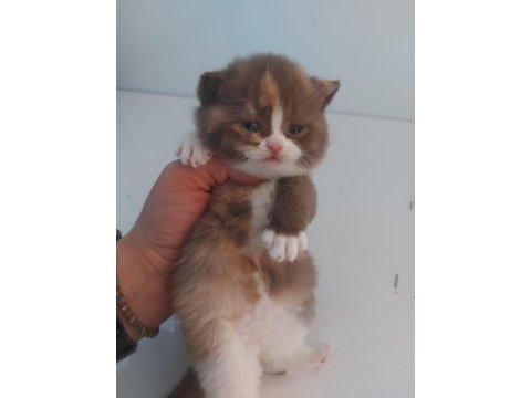 Dişi chocolate calico british shorthair