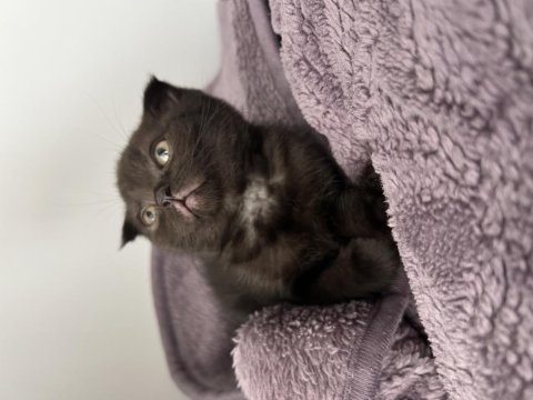 2 aylık scottish fold yavrular