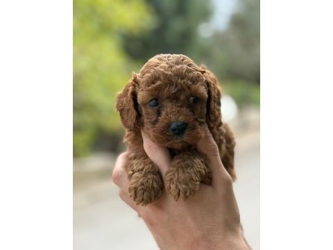 Tatlı toy poodle bebeklerim