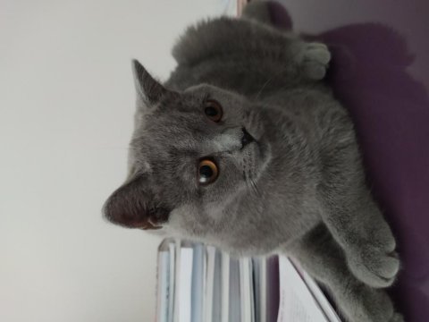 4.5 aylık dişi british shorthair