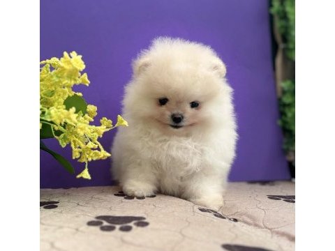 Show kalite sçr li pomeranian boo yavrularımız