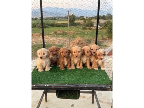 Renk güzeli maltipoo yavrular
