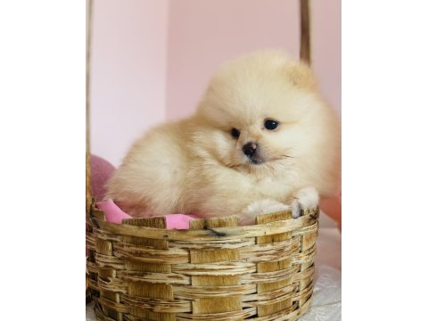 Ayı surat pomeranian yavrular
