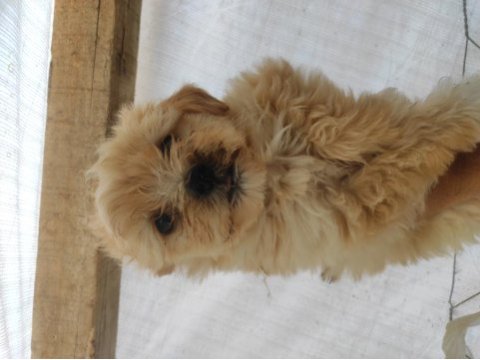 Maltipoo ırk ve sağlık garantili uygun yavrular