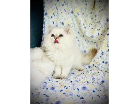 British shorthair ve longhair safkan yavrular
