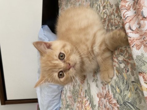 British shorthair bebeklerimize yuva arıyoruz