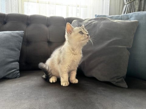 Yavru kedi