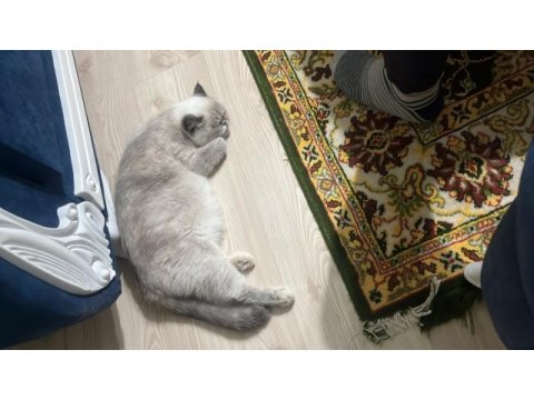 Eş exotic shorthair kediler