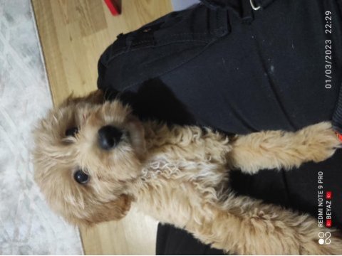 10 aralık doğumlu 3 aylık dişi çipli karneli maltipoo