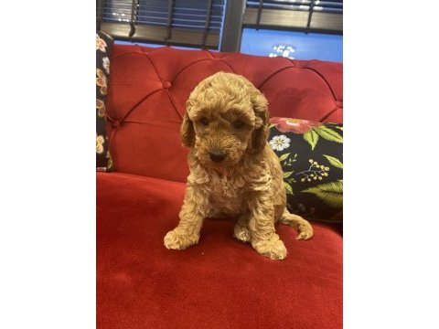 Red toy poodle yavrularımız