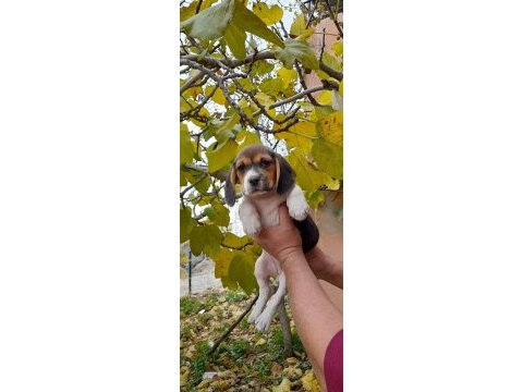 Neden mi beagle açıklamayı okuyun lütfen