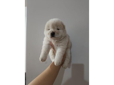 Çin aslanı yavru köpeğimiz