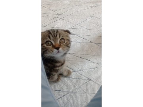 Scottish fold 3 aylık yavru