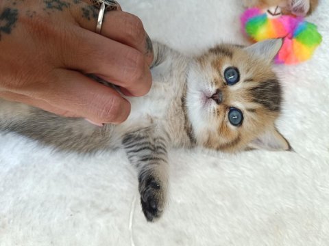 Muhteşem sevgi dolu british shorthair yavrular