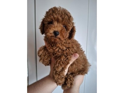 Yavru erkek toy poodle