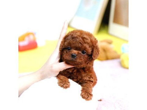 Toy poodle yavrularım