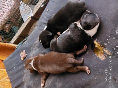 Şivava köpeğimizi sahiplendirme