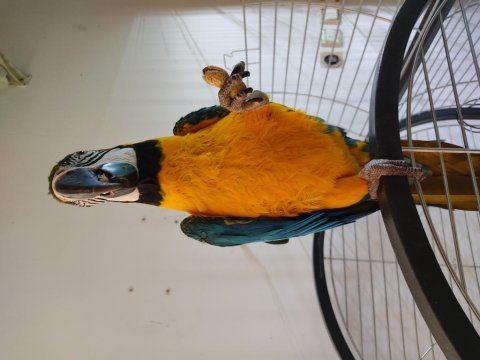 Full evcil insan ayırmaz konuşan macaw