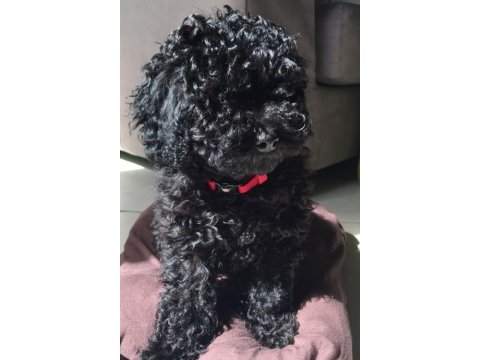 Yavru toy poodle bebekler