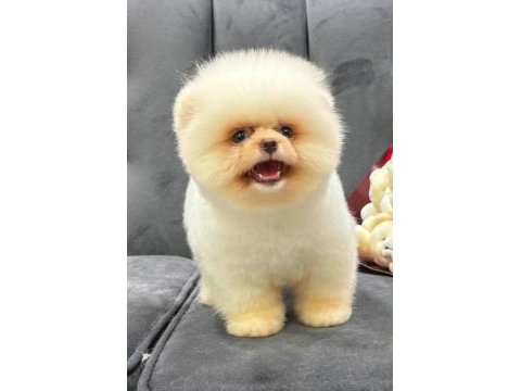 Pomeranian boo köpekler