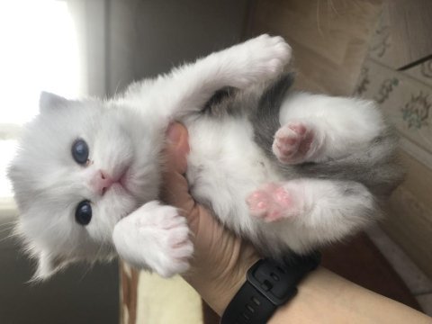 British longhair yavrular