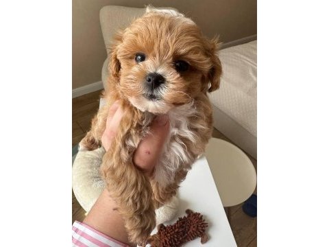 Kore maltipoo