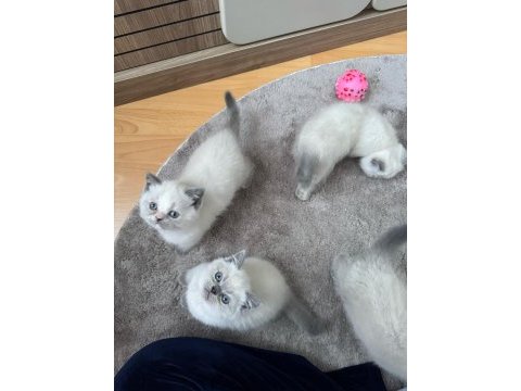 British shorthair blue point safkan bebekler