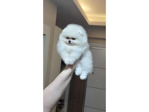 Mini boy orijinal ırk pomeranian boo dişi