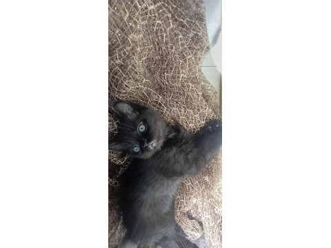 Ücretsiz sahiplendirme kediler