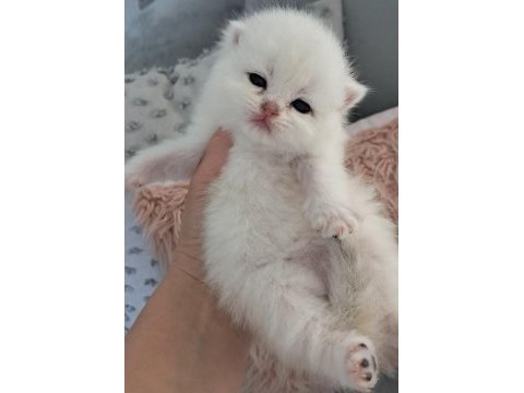 Silver ns11 dişi full şecereli british shorthair