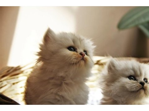 Secereli anne babanın british longhair yavruları