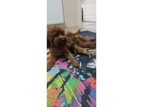 Ev doğumu şecereli toy poodle yavrular