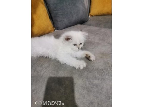 Minik british shorthair yavrular