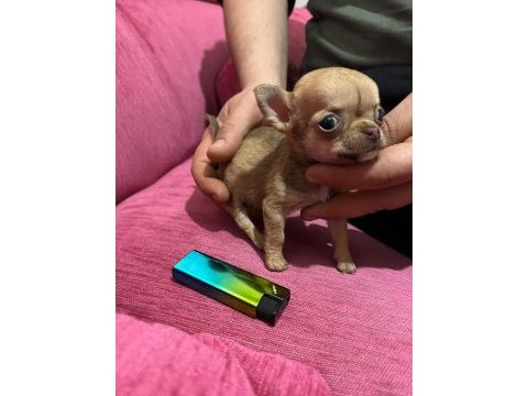 Elma kafa micro teacup dişi chichuahua